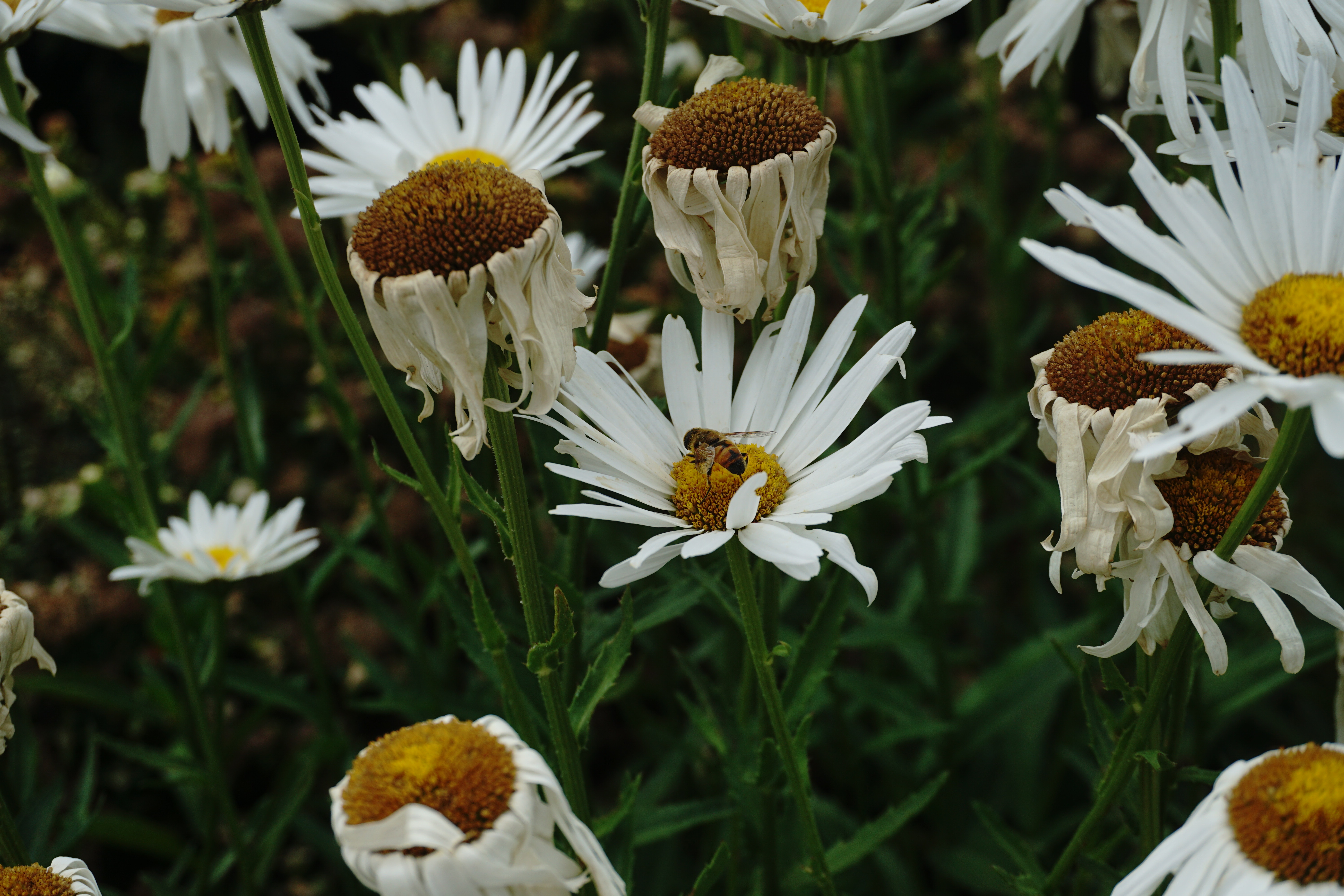 White native flowers supporting a visiting bee