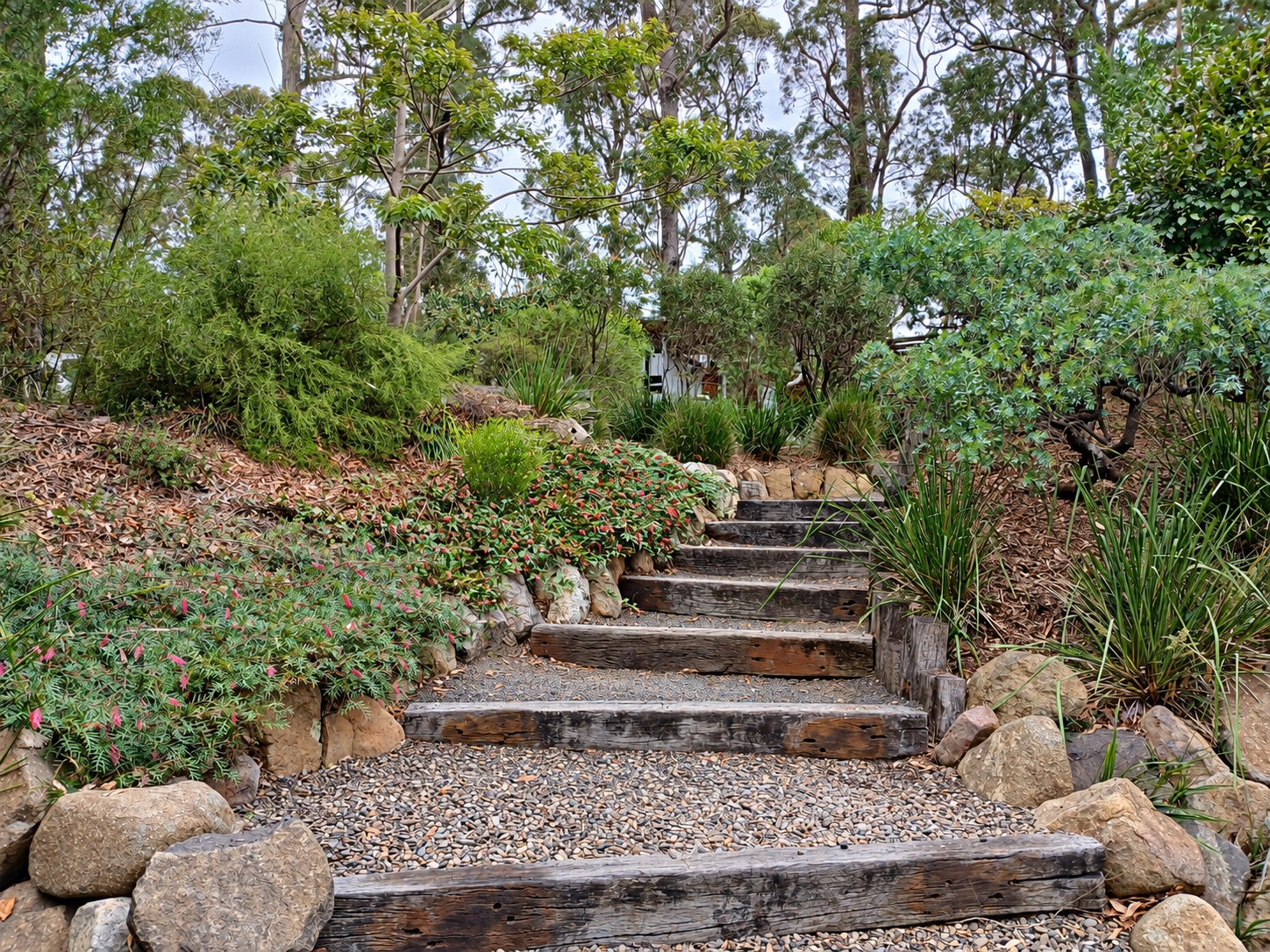 Timber steps through a lush native garden with rocks and flowering groundcovers