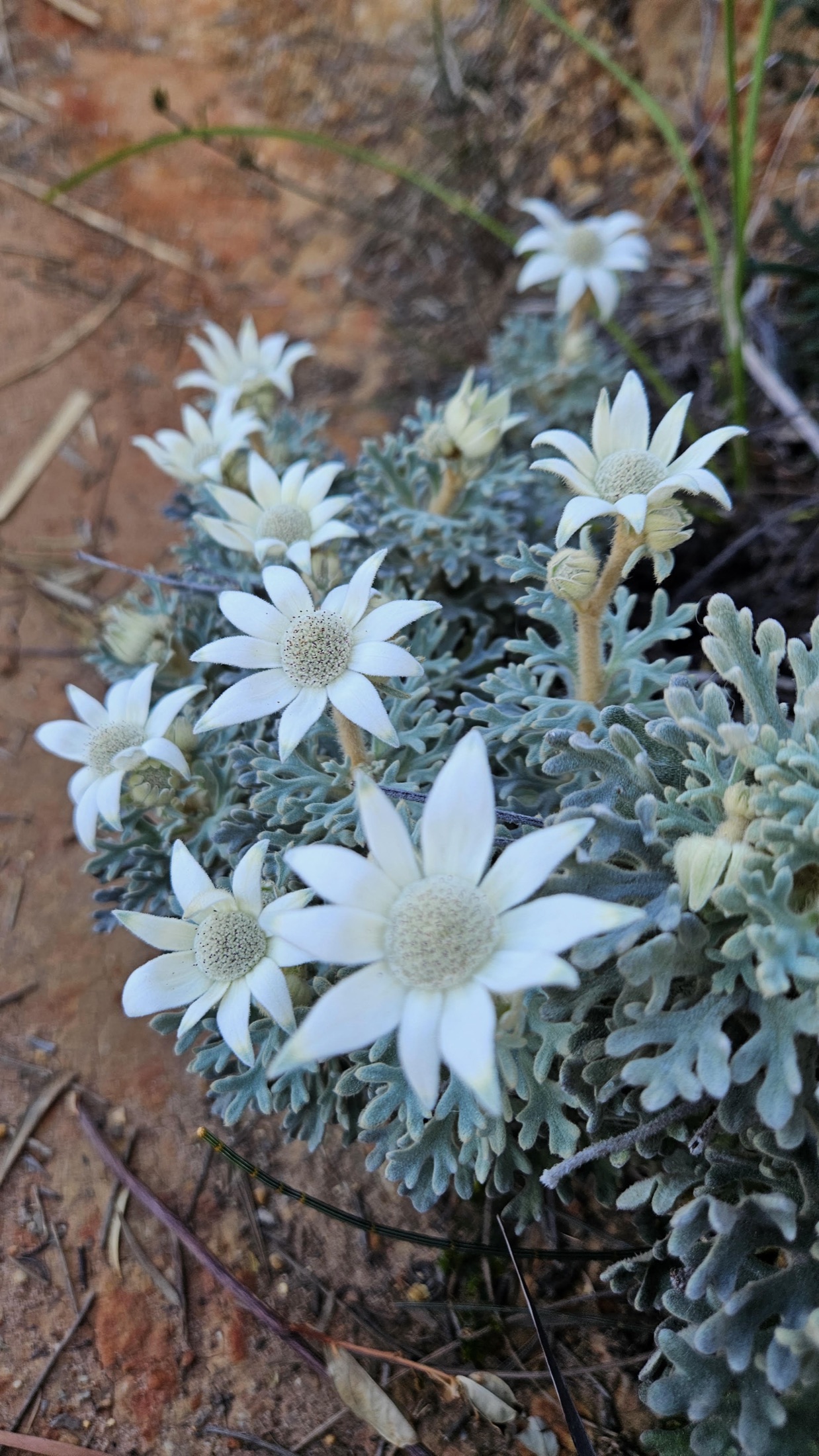 White flannel flowers with soft grey-green foliage